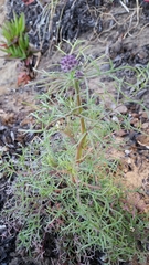 Gilia capitata chamissonis
