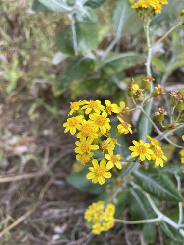 Senecio observed 2023-10-22