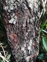 Copaifera langsdorffii