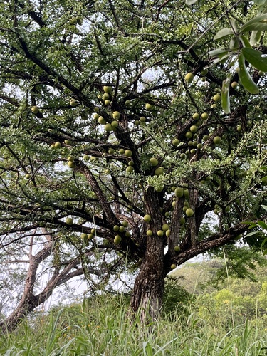 Crescentia alata - Whole tree