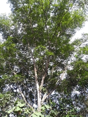 Copaifera langsdorffii