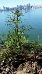 Gilia capitata chamissonis