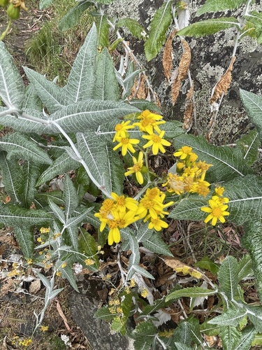 Senecio observed 2023-10-22