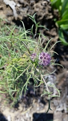 Gilia capitata chamissonis