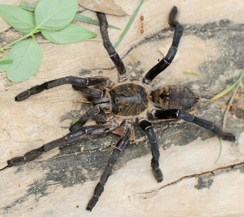 Haplopelma longipes