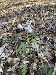 Cardamine concatenata