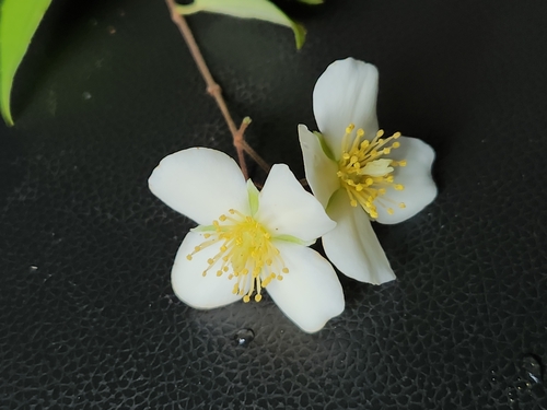 Philadelphus karwinskyanus observed 2023-10-19