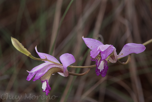Bletia reflexa