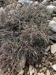 Euphorbia spinosa
