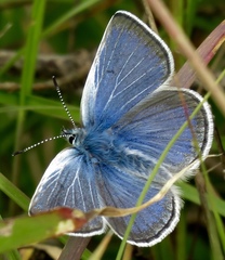 Icaricia icarioides missionensis