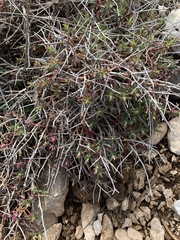Euphorbia spinosa