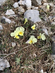 Viola eugeniae