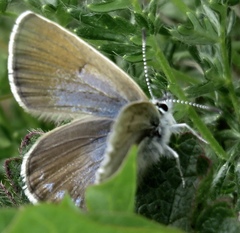 Icaricia icarioides missionensis