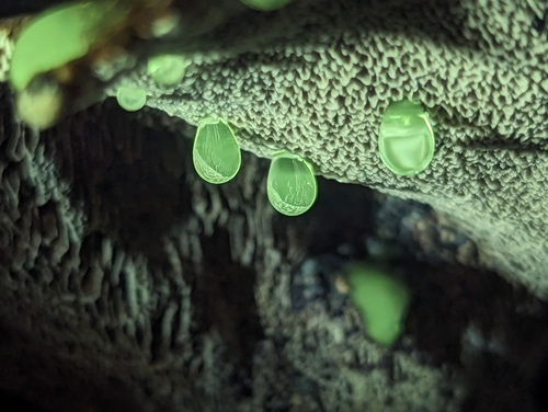 Phaeolus hispidoides