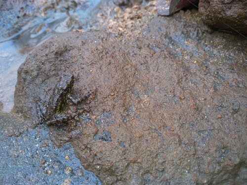Ciremai Bleeding Toad, Leptophryne javanica