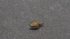 Johnstonella holoptera