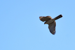 Accipiter cooperii