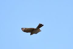 Accipiter cooperii