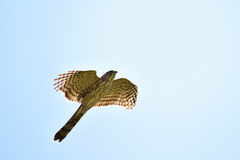 Accipiter cooperii
