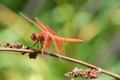 Libellula saturata