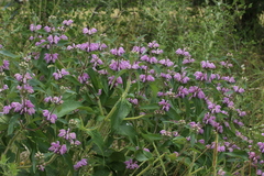 Phlomis herba-venti herba-venti