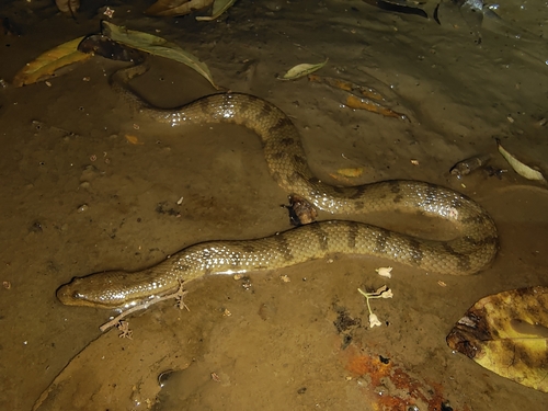 Photo of a Dog-faced Water Snake (Cerberus rynchops)