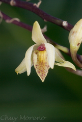 Barkeria obovata
