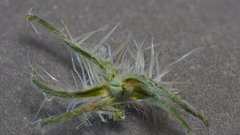 Cryptantha barbigera fergusoniae