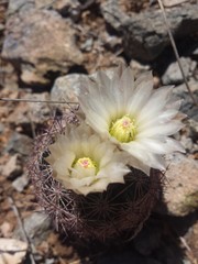 Echinomastus intertextus