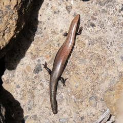Chalcides viridanus