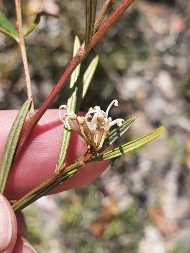 Image of Grevillea parviflora by (c) ronavery, some rights reserved (CC BY)