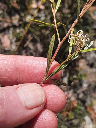 Image of Grevillea parviflora by (c) ronavery, some rights reserved (CC BY)