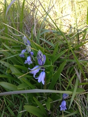Hyacinthus orientalis