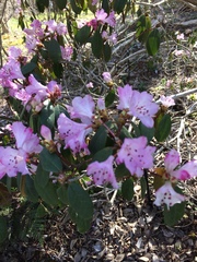 Rhododendron davidsonianum