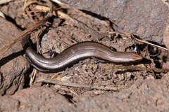 Chalcides viridanus
