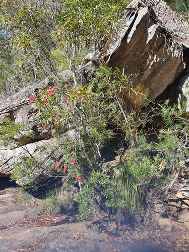 Image of Melaleuca citrina by (c) ronavery, some rights reserved (CC BY)
