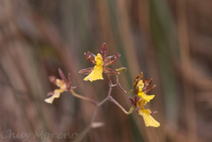 Oncidium graminifolium