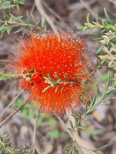 Image of Melaleuca lateritia by (c) Belinda Forbes, some rights reserved (CC BY)