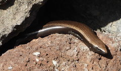 Chalcides viridanus
