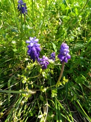 Muscari neglectum