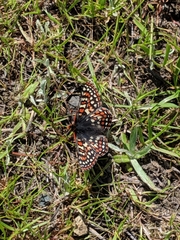 Euphydryas editha bayensis