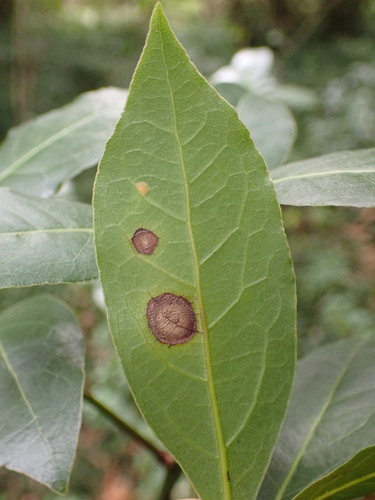 Representative image of Phyllosticta lauri