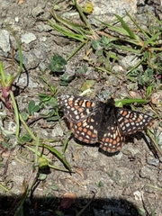 Euphydryas editha bayensis