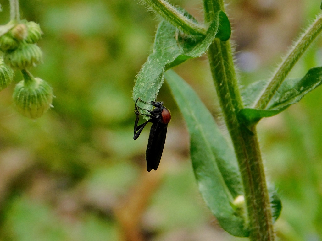 Bibio rufithorax