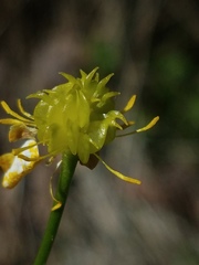 Ranunculus canus