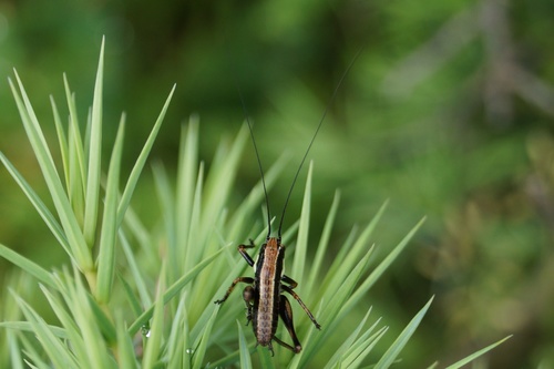 Konjici (Tettigoniidae)