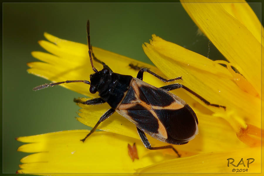 Ochrimnus cinctipennis