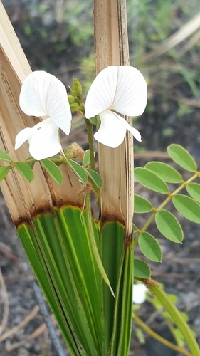 Image of Tephrosia rugelii by (c) Jay Horn, some rights reserved (CC BY)