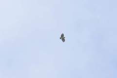 Morphnarchus princeps