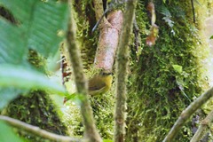 Pseudotriccus pelzelni